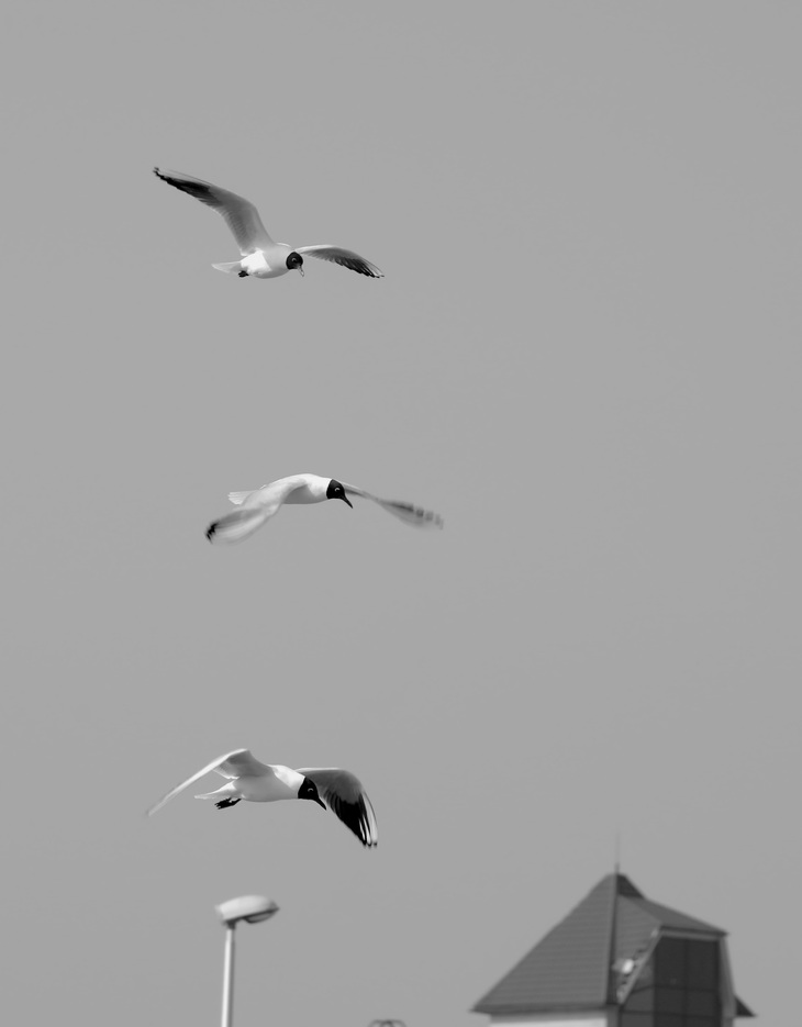 Image-normal