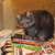 Image-square_50