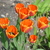 Image-square_50
