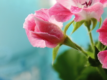 Image-rectangle_220_165