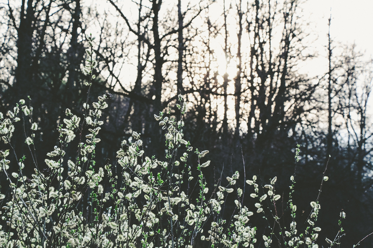 Image-normal