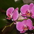 Image-square_50