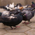 Image-square_50