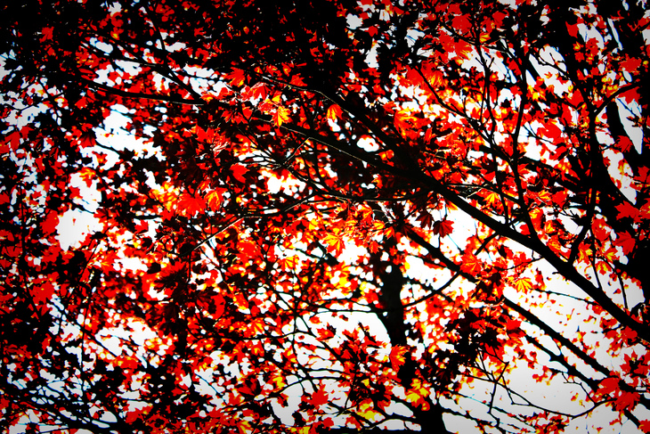 Image-normal