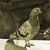 Image-square_50