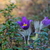 Image-square_50