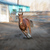 Image-square_50