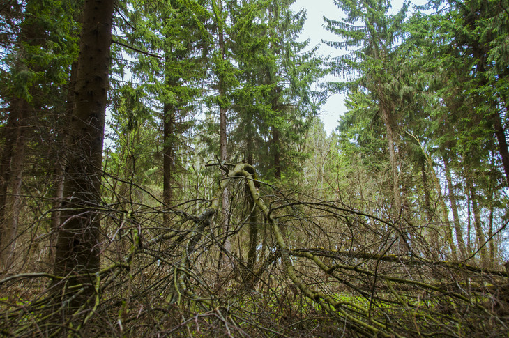 Image-normal