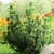Image-square_50