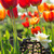 Image-square_50
