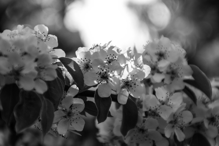 Image-normal