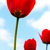 Image-square_50