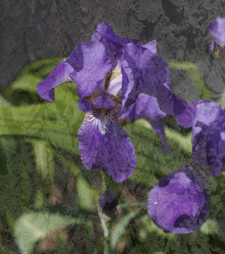 Image-normal