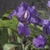 Image-square_50