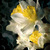 Image-square_50