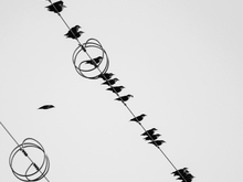 Image-rectangle_220_165