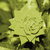 Image-square_50