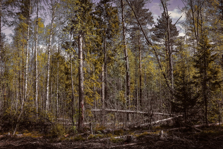 Image-normal
