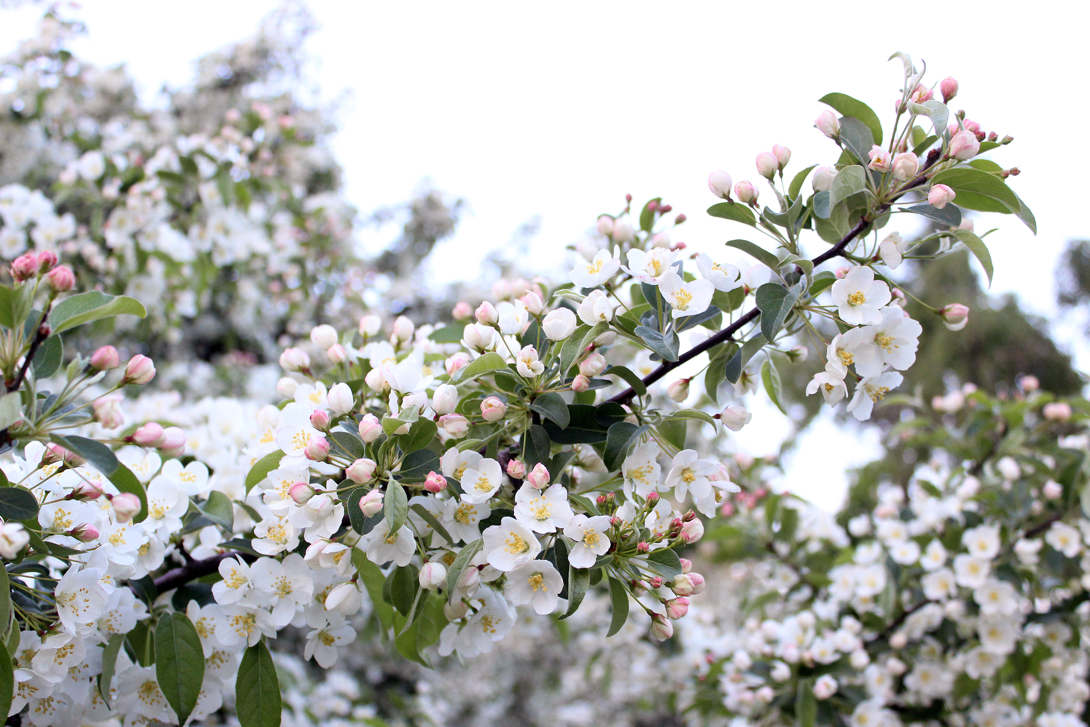 Марченко цветущие яблони бидспирит