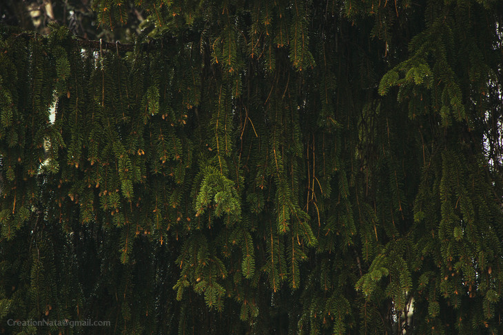 Image-normal