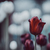 Image-square_50