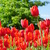 Image-square_50