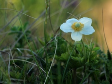 Image-rectangle_220_165