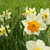 Image-square_50