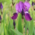 Image-square_50