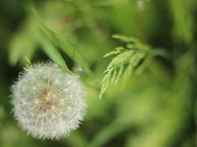 Image-rectangle_220_165