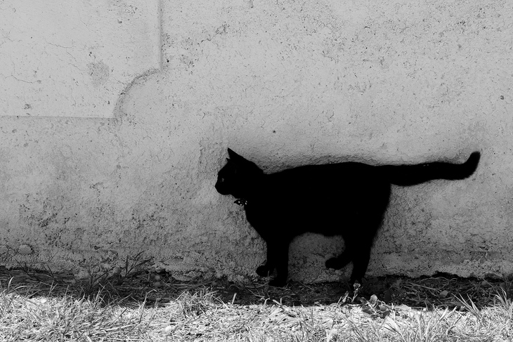Image-normal