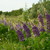 Image-square_50