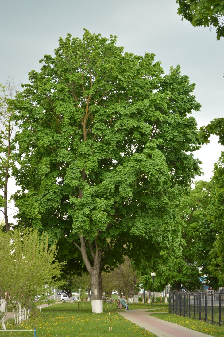 Image-normal