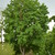 Image-square_50
