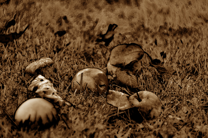 Image-normal