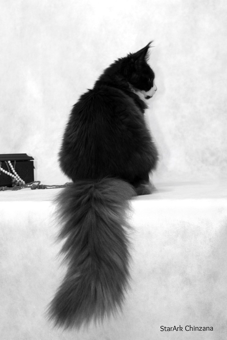 Image-normal