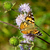 Image-square_50