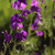 Image-square_50