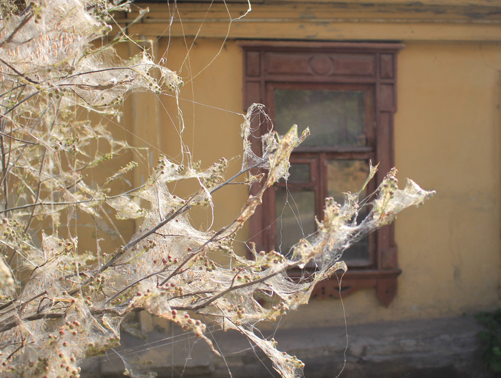 Image-normal