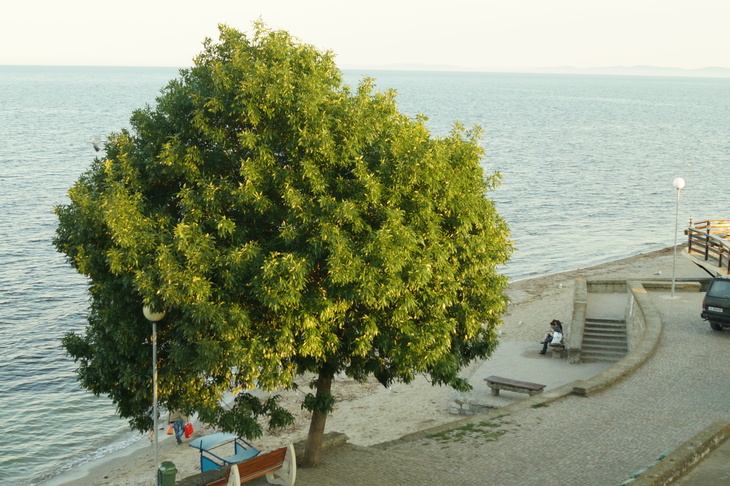 Image-normal