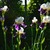 Image-square_50