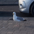 Image-square_50