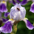 Image-square_50