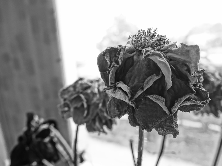 Image-normal