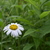 Image-square_50