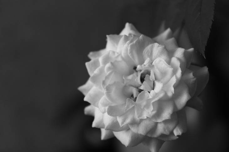 Image-normal