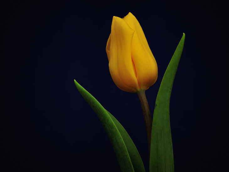 Image-normal