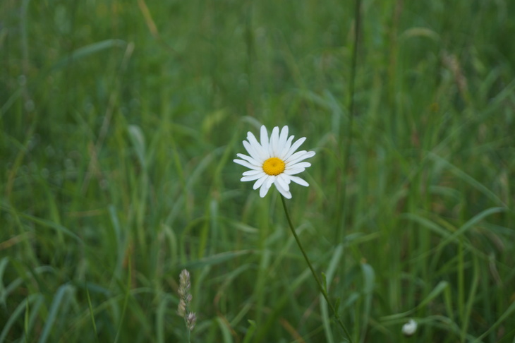Image-normal