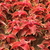 Image-square_50