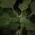 Image-square_50